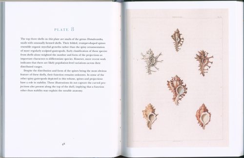 Beautiful Shells - Image 2