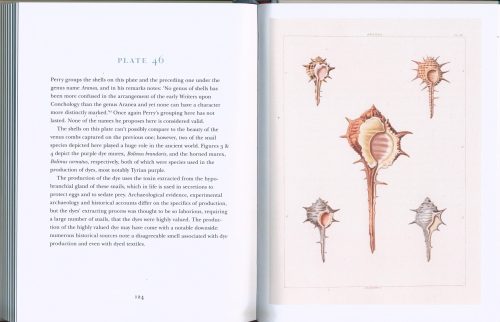 Beautiful Shells - Image 3