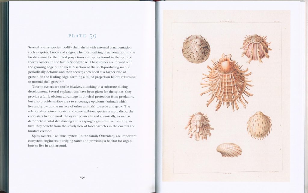 Dk Shells Book Beautiful Shells - Nokomis