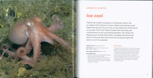 Octopuses: Underwater Wonders - Image 2