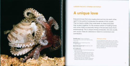 Octopuses: Underwater Wonders - Image 3