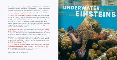Octopuses: Underwater Wonders - Image 4