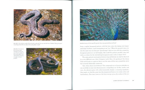 Do Plants Know Math? Unwinding the Story of Plant Spirals, from Leonardo da Vinci to Now - Image 4