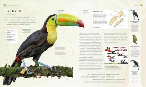 The Bird Book: The Stories, Science, and History of Birds - Image 3