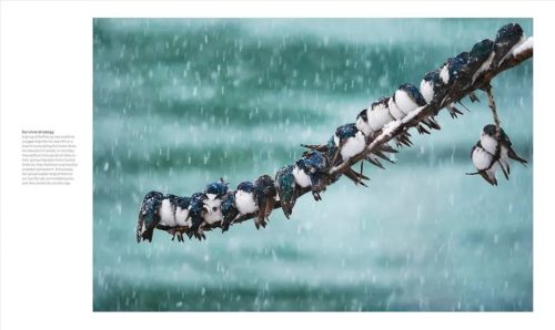 The Bird Book: The Stories, Science, and History of Birds - Image 2