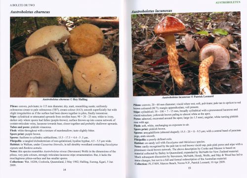 A Bolete or Two: Notes on Australian Bolete Species - Image 2