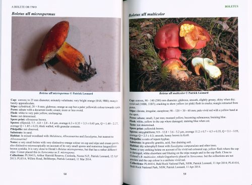 A Bolete or Two: Notes on Australian Bolete Species - Image 3