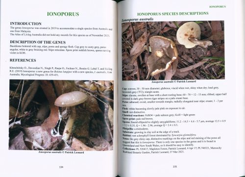 A Bolete or Two: Notes on Australian Bolete Species - Image 4