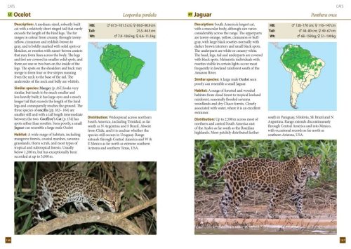 A Field Guide to the Larger Mammals of South America - Image 3