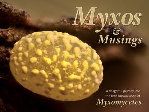 Myxos and Musings: A Delightful Journey into the Little Known World of Myxomycetes