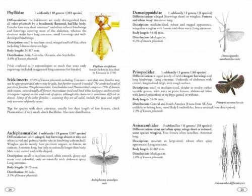 Stick and Leaf-Insects of the World: Phasmids - Image 5