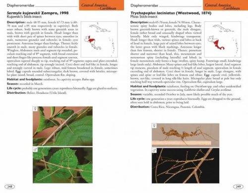 Stick and Leaf-Insects of the World: Phasmids - Image 4
