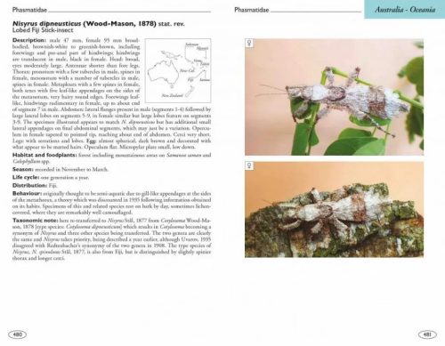 Stick and Leaf-Insects of the World: Phasmids - Image 2