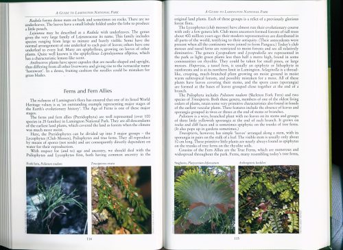 A Guide to Lamington National Park - Image 4
