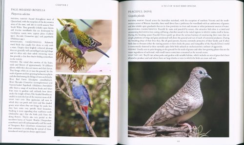 Creating a Bird-Friendly Garden: What to Plant to Attract Key Australian Species - Image 3