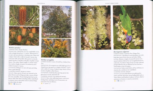 Creating a Bird-Friendly Garden: What to Plant to Attract Key Australian Species - Image 4