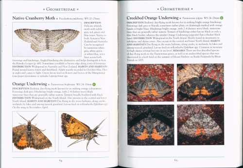 A Naturalist's Guide to the Butterflies & Moths of Aotearoa New Zealand - Image 2