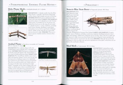 A Naturalist's Guide to the Butterflies & Moths of Aotearoa New Zealand - Image 4