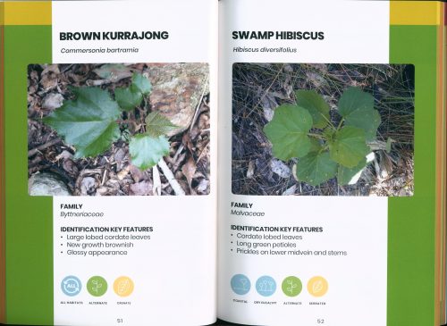 Weedlings and Seedlings: A Field Guide to Seedling Identification for Bush Regeneration - Image 3