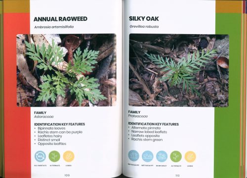 Weedlings and Seedlings: A Field Guide to Seedling Identification for Bush Regeneration - Image 4