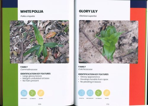 Weedlings and Seedlings: A Field Guide to Seedling Identification for Bush Regeneration - Image 5