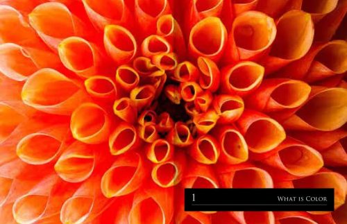 Color in Nature: Communication, Survival, and Accidental Beauty - Image 2