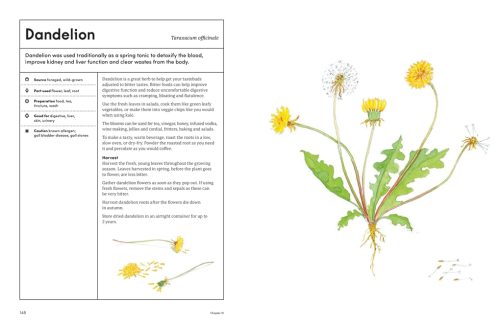 The Medicinal Garden: Treat, Feed and Soothe Straight From Your Garden - Image 3