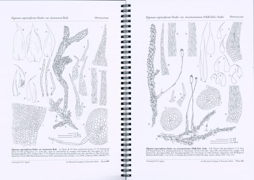 An Illustrated Catalogue of Tasmanian Mosses, Part 4 - Image 2