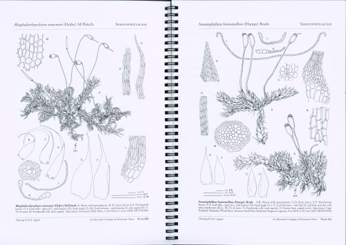 An Illustrated Catalogue of Tasmanian Mosses, Part 4 - Image 3