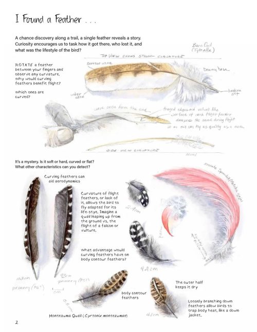 Drawing Nature - Image 5