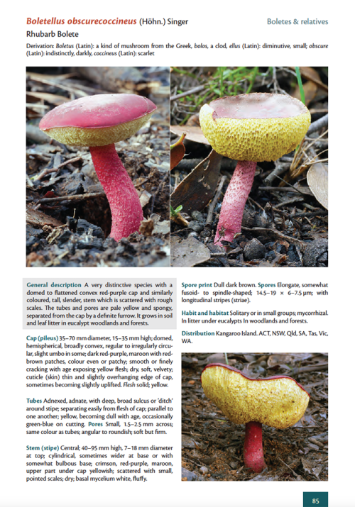 The Fungi of Kangaroo Island - And Beyond: An Illustrated Field Guide to the Larger Fungi of Southern Australia - Image 2