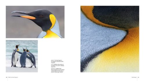 Mission Penguin: A Photographic Quest from the Galápagos to Antarctica - Image 3