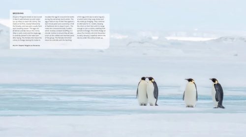 Mission Penguin: A Photographic Quest from the Galápagos to Antarctica - Image 2