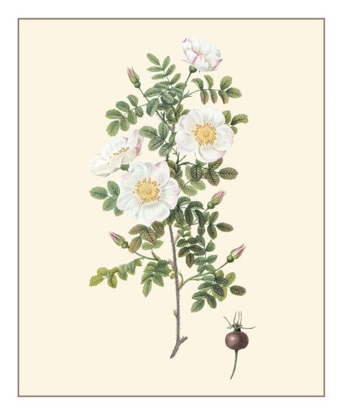Redouté: Fabulous Flowers - Image 4