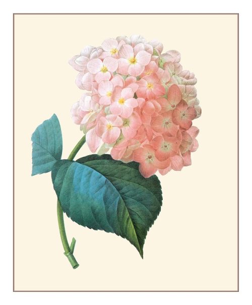 Redouté: Fabulous Flowers - Image 3