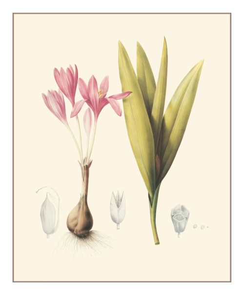 Redouté: Fabulous Flowers - Image 2
