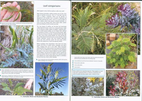 Australian Weird and Wonderful Wattles (Revised and Expanded) - Image 2