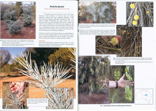 Australian Weird and Wonderful Wattles (Revised and Expanded) - Image 3