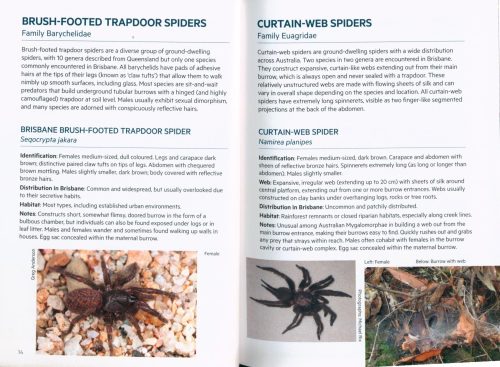 Spiders of Brisbane (Pocket Guide) - Image 2