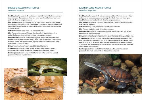 Reptiles of Brisbane Second Edition (Pocket Guide) - Image 6