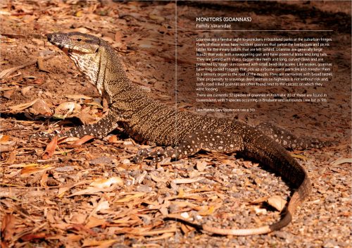 Reptiles of Brisbane Second Edition (Pocket Guide) - Image 4