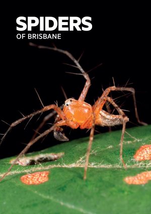 Spiders of Brisbane (Pocket Guide)