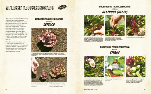 Grow Food Anywhere: The Essential Guide to Small-Space Gardening - Image 4