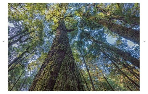 takayna/Tarkine: One of the Last Wild Places on Earth - Image 6