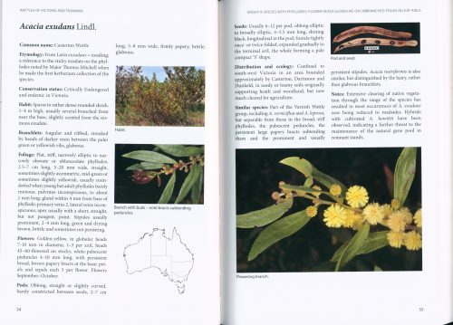Wattles of Victoria and Tasmania - Image 2