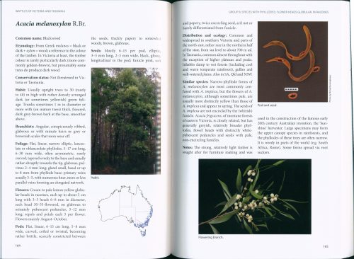 Wattles of Victoria and Tasmania - Image 3