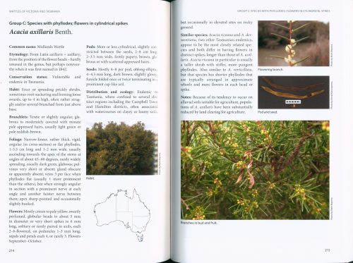 Wattles of Victoria and Tasmania - Image 4