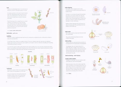 Illustrated Garden Glossary - Image 2