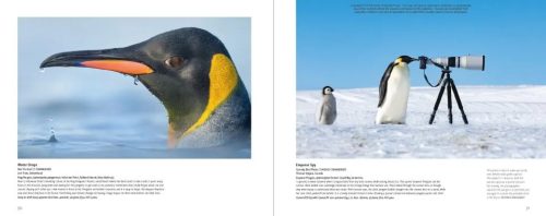 Bird Photographer of the Year, Collection 9 - Image 2