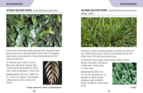 Reed Concise Guide: Ferns of Australia - Image 5